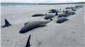 تلف شدن ده‌ها نهنگ در سواحل اسکاتلند