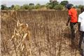 پیش‌بینی گرمای بیشتر از حد معمول در منطقه شاخ آفریقا