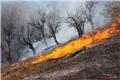 ورود کمیسیون کشاورزی مجلس به آتش‌سوزی جنگل‌ها